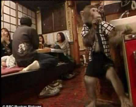 Restaurante japonês emprega macacos mascarados como garçons