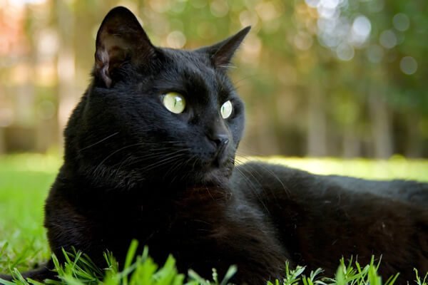 Slinky Malinki, o gato herói que salvou a vida de sua dona