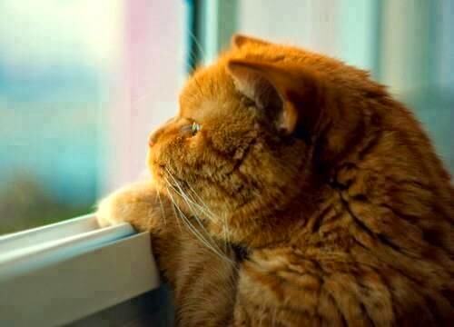 O uso de antidepressivos em pets