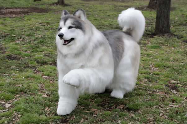 [VÍDEO] Esquerdismo é doença mental (4)